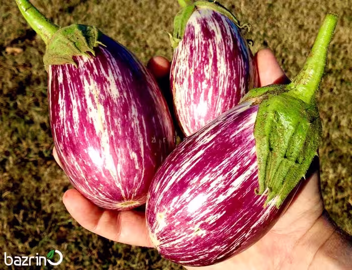 بذر بادمجان بنفش ببری دلمه ای
