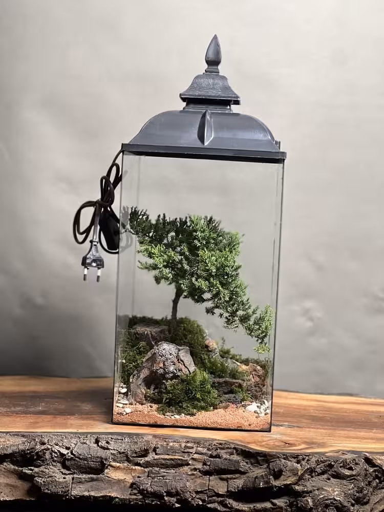 خرید تراریوم چراغدار بنسای جونیپر طرح رد استون ارسال فوری به تهران و سراسر ایران
