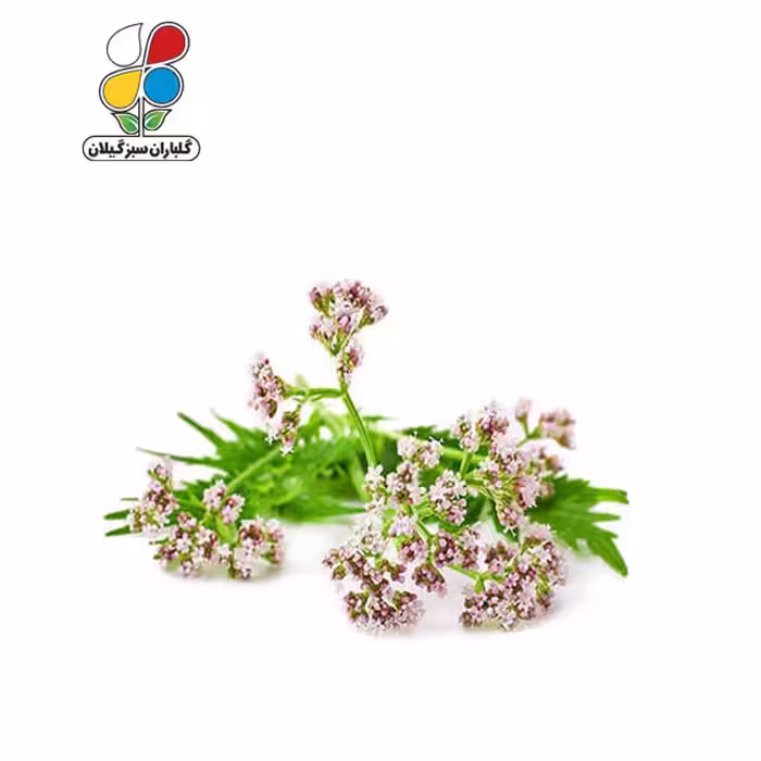 بذر سنبل الطیب