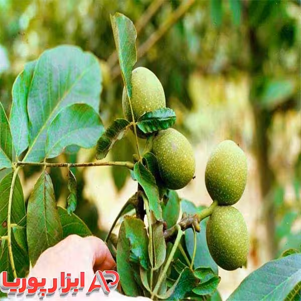 نهال گردو شیلی