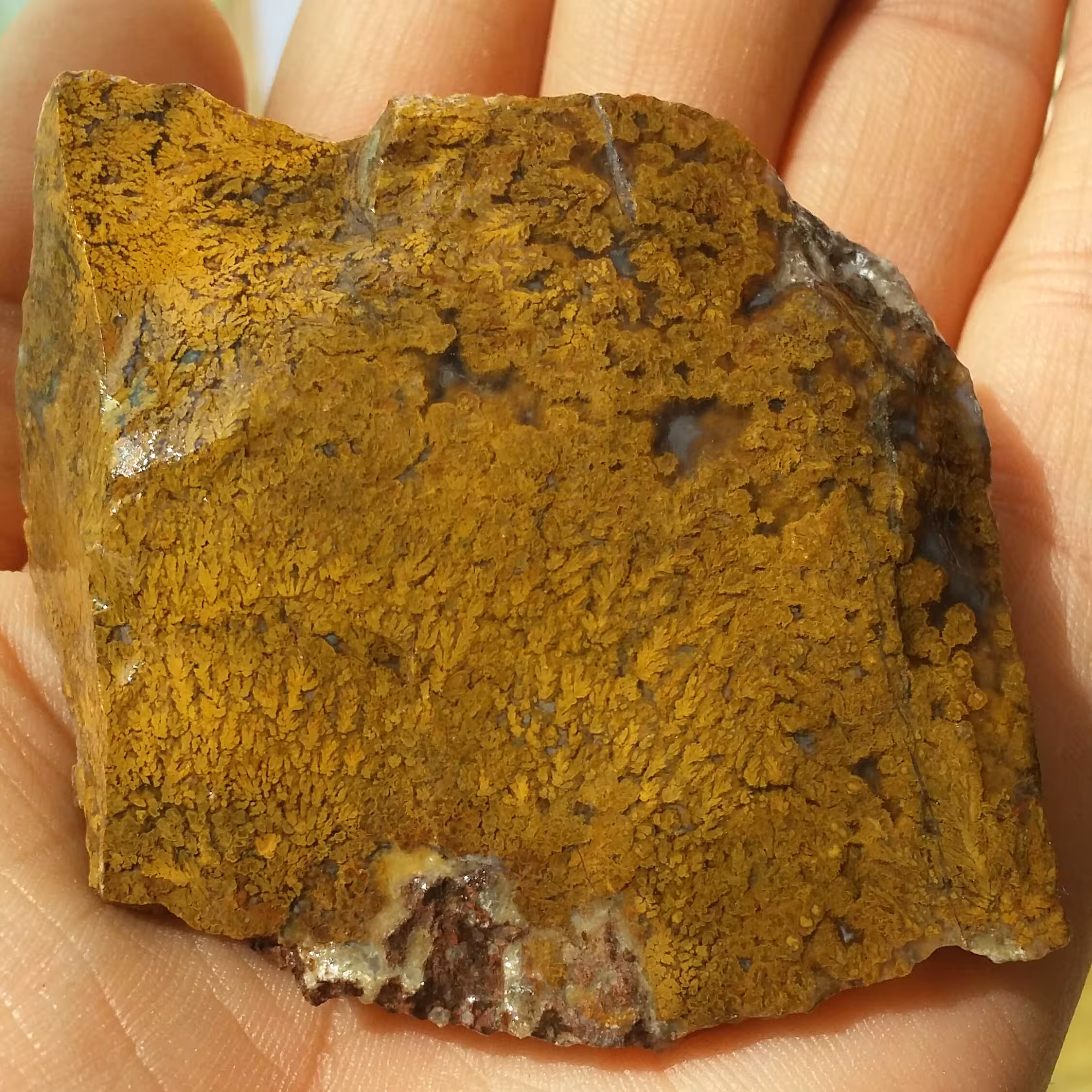 سنگ راف شجر پاییزی دیدنیی خا ا ص محشر 100درصد طبیعی