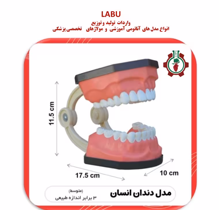 مدل دندان انسان