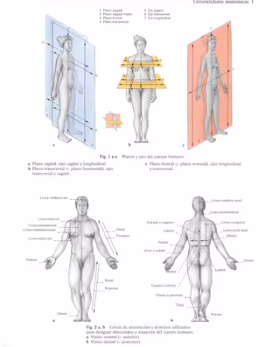 خرید و دانلود نسخه کامل کتاب Human Anatomy For The Artist
