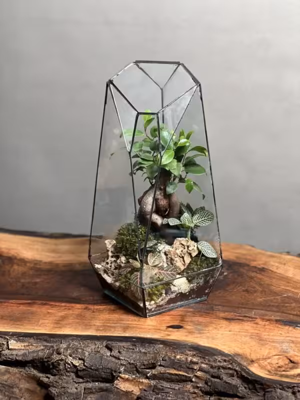 خرید تراریوم بنسای فیکوس طرح فاکس 35 Cm