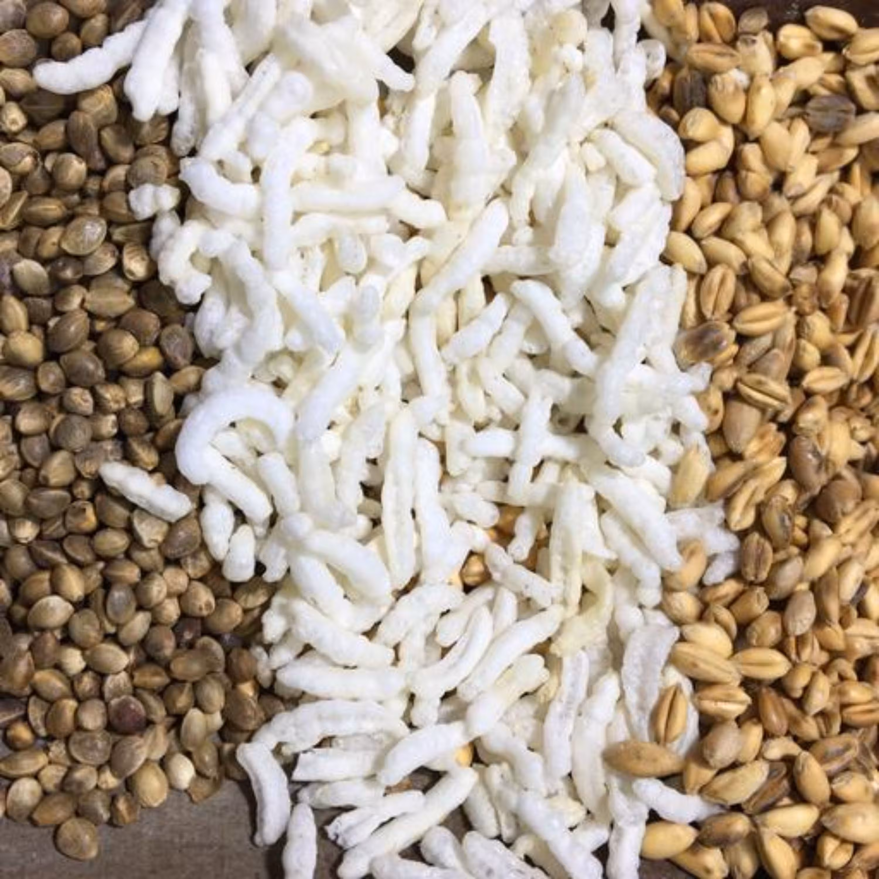 شاهدانه گندم برنجک20 کیلوگرم