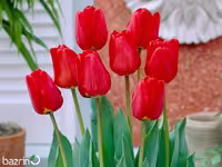 پیاز گل لاله قرمز هلندی