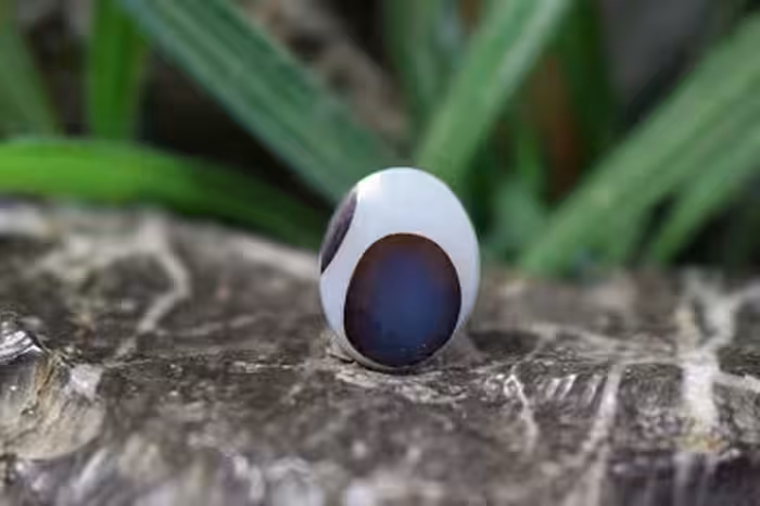 عقیق شجر برزیل