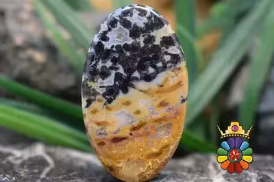 پلام وود جاسپر