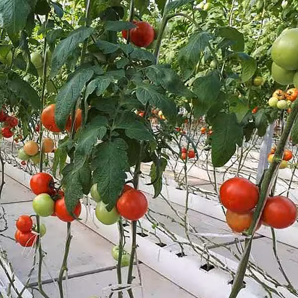 آموزش کشت گلخانه ای گوجه فرنگی (هیدروپونیک)