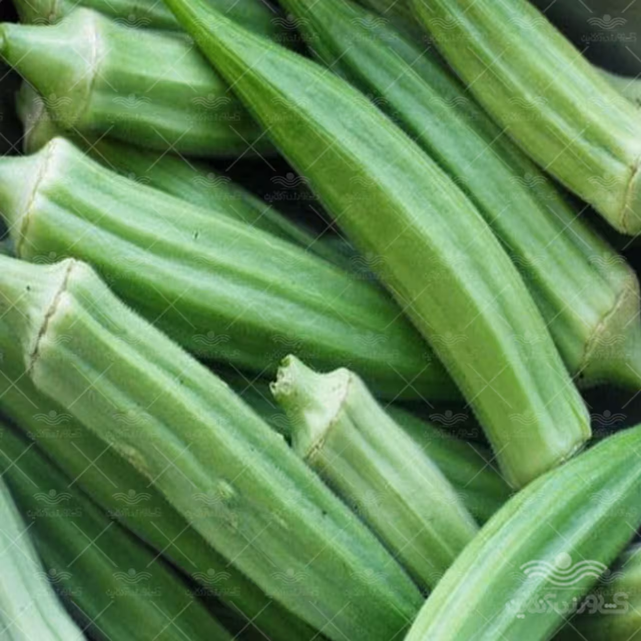 بذر بامیه ترک خانگی