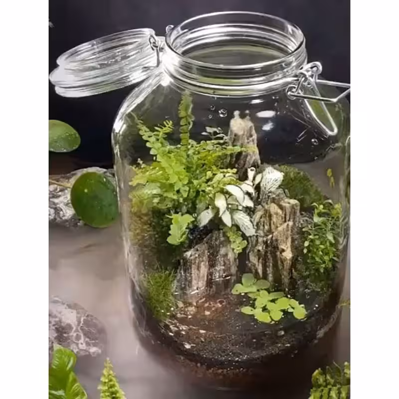 سرخس پاخرگوشی | نحوه نگهداری از گیاه سرخس پاخرگوشی ☘️ قیمت   خرید