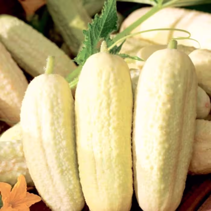 بذر خیار خاردار سفید معطر ایتالیایی بسته 10 عددی