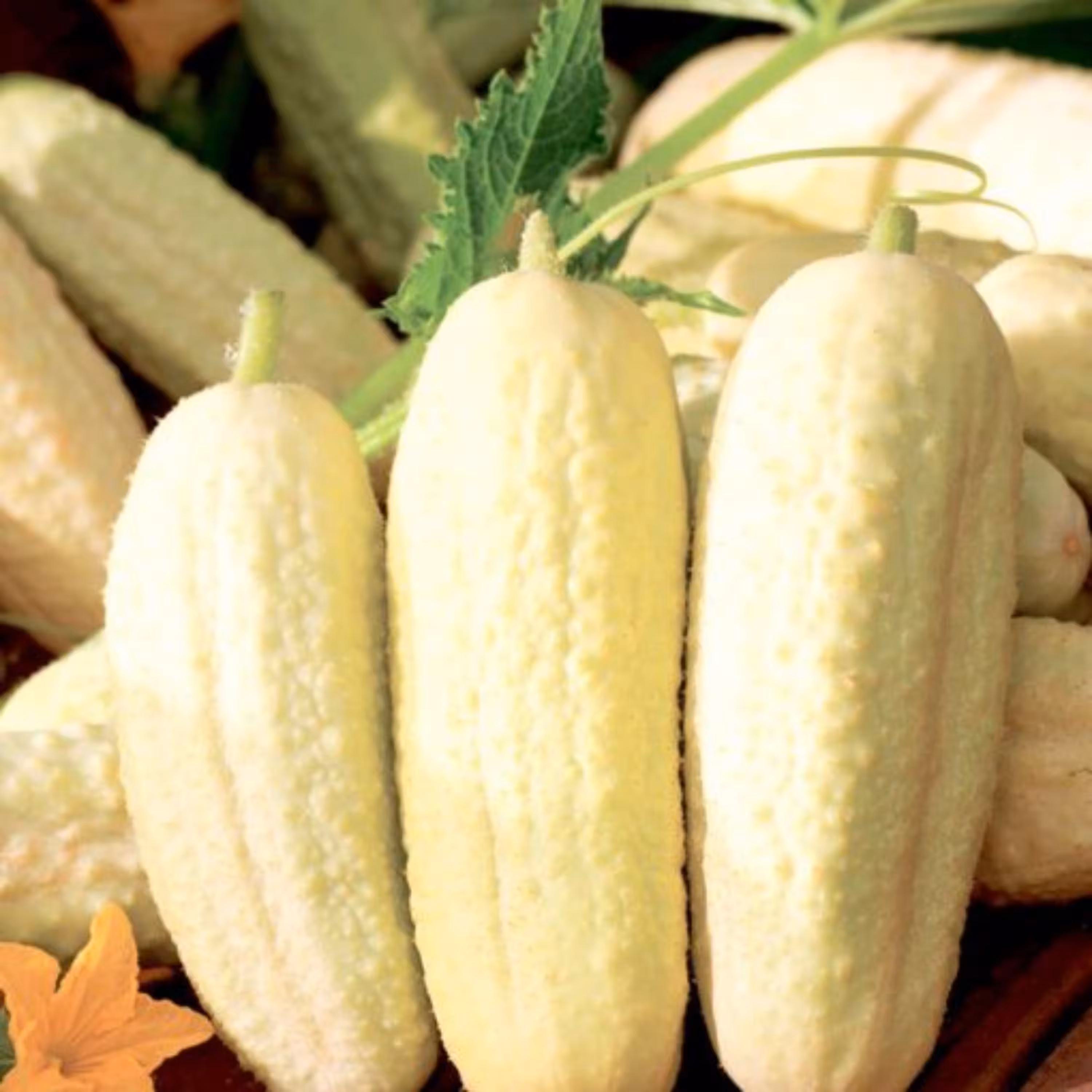 بذر خیار خاردار سفید معطر ایتالیایی بسته 10 عددی