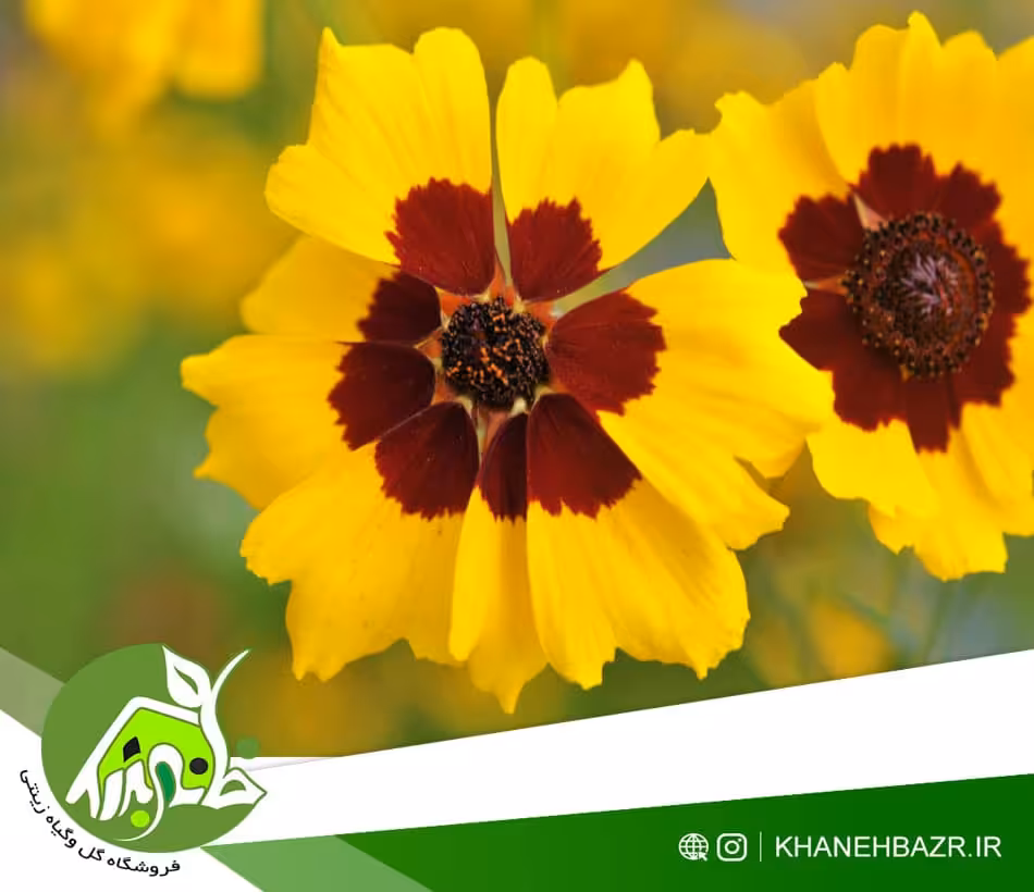 بذر گل اشرفی زرد 20عدد - خانه بذر | فروشگاه بذر وارداتی گل و گیاه زینتی 1404