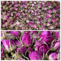 غنچه گل محمدی خوش بو و پرعطر             