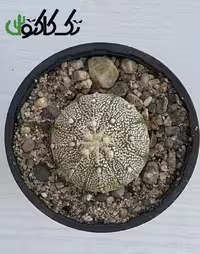 کاکتوس آستریاس CA000724