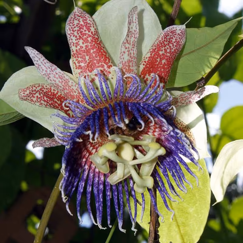 2 عدد  بذر پشن فروت کالاباش - Calabash Passiflora