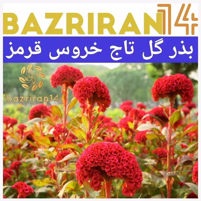 بذر گل تاج خروس