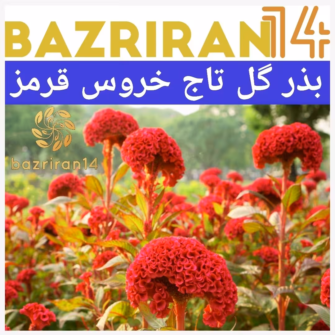 بذر گل تاج خروس