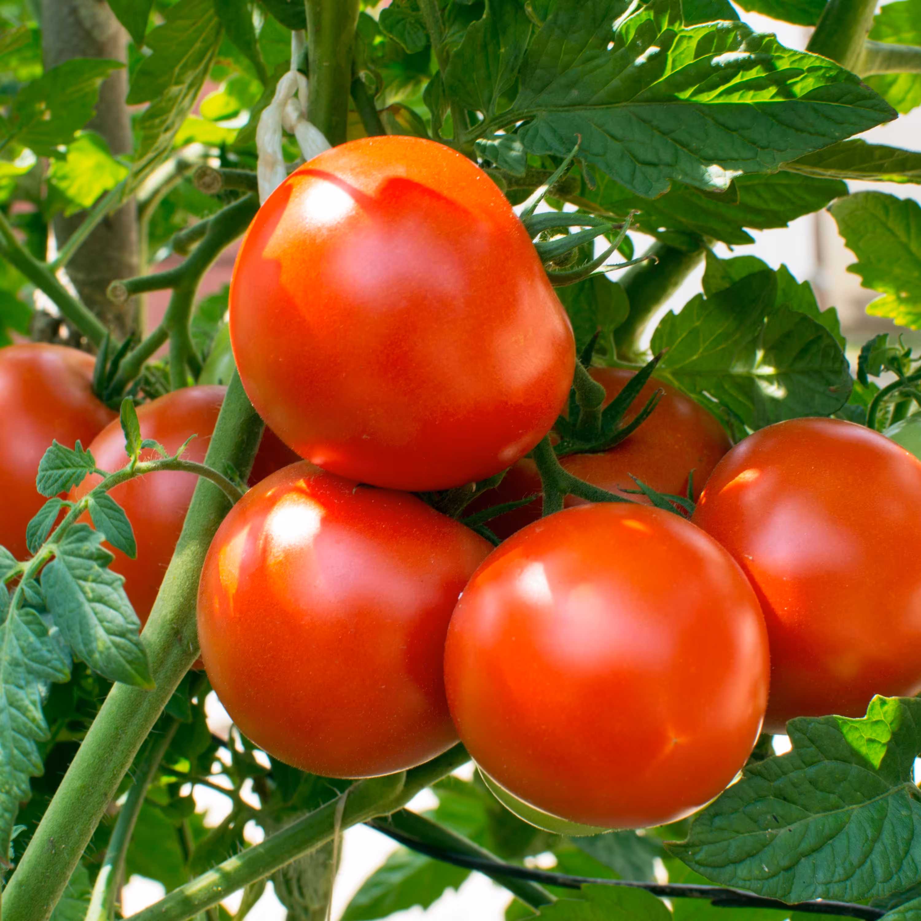 بذر گوجه فرنگی پیش رس 1گرمی