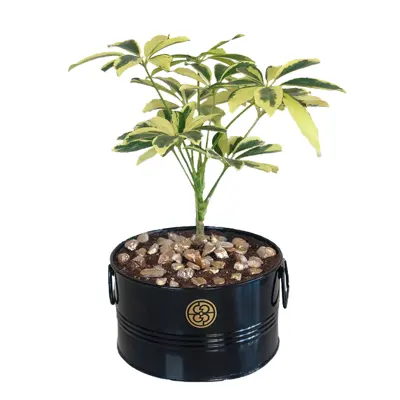  گیاه طبیعی شفلرا ابلق گل گیفت کد GP006 