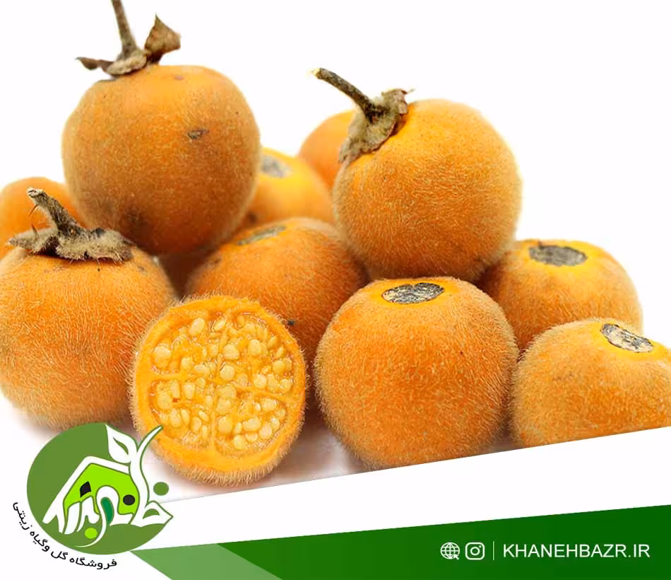 بذر بادمجان ترش پرزدار - خانه بذر | فروشگاه بذر وارداتی گل و گیاه زینتی 1404
