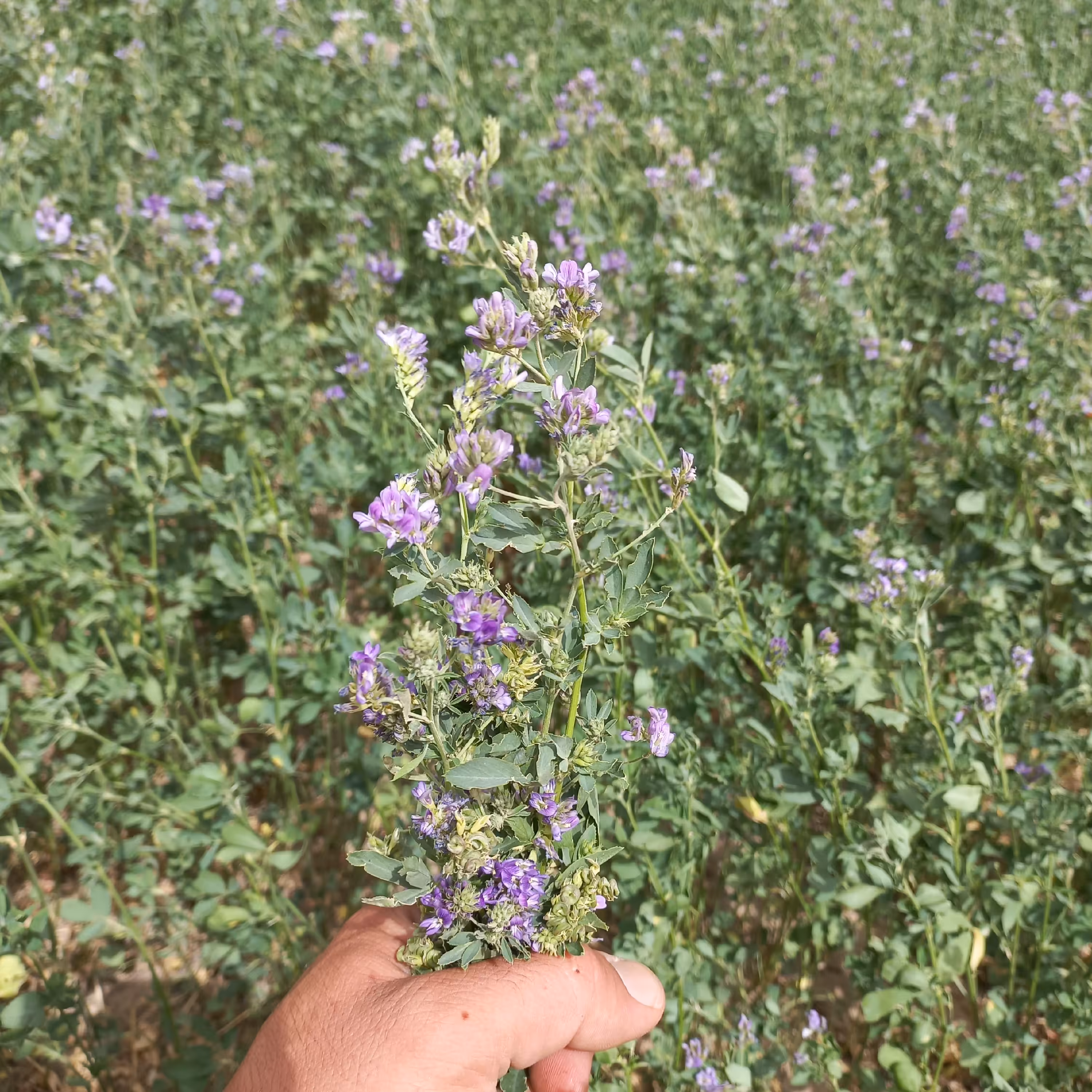 بذر یونجه همدانی،اقتصادی و پر برگ(1000 گرمی)