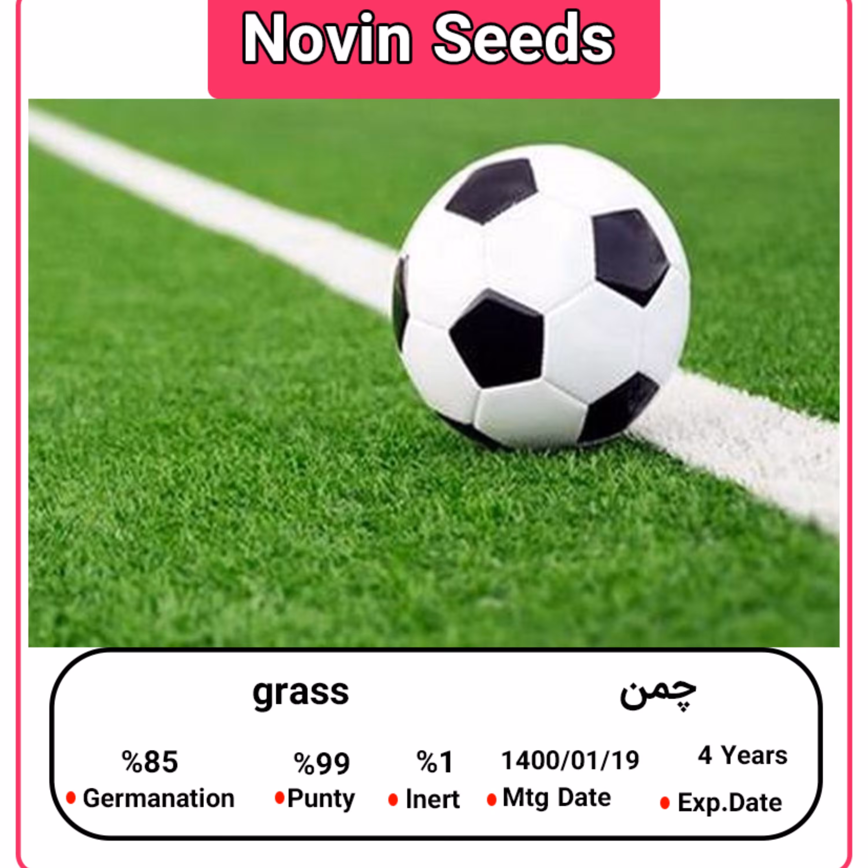 بذر چمن