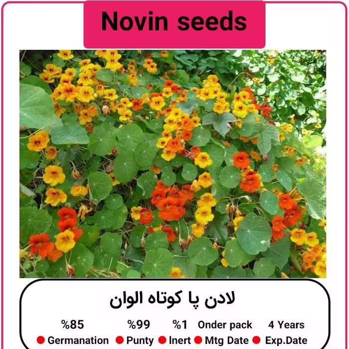 بذر گل لادن پاکوتاه الوان