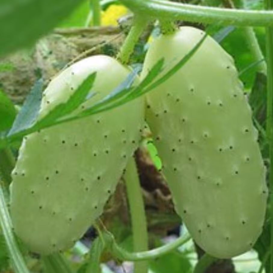 بذر  کمیاب خیار چنبر  مینیاتوری بسته (2 عددی).