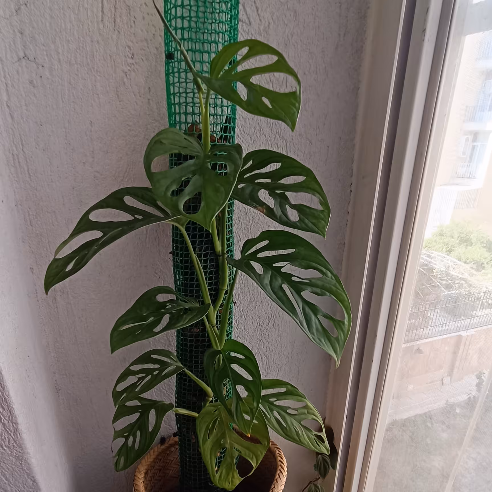 پتوس حصیری monstera adansonii عمودی با سبد حصیری و ارتفاع یک متر