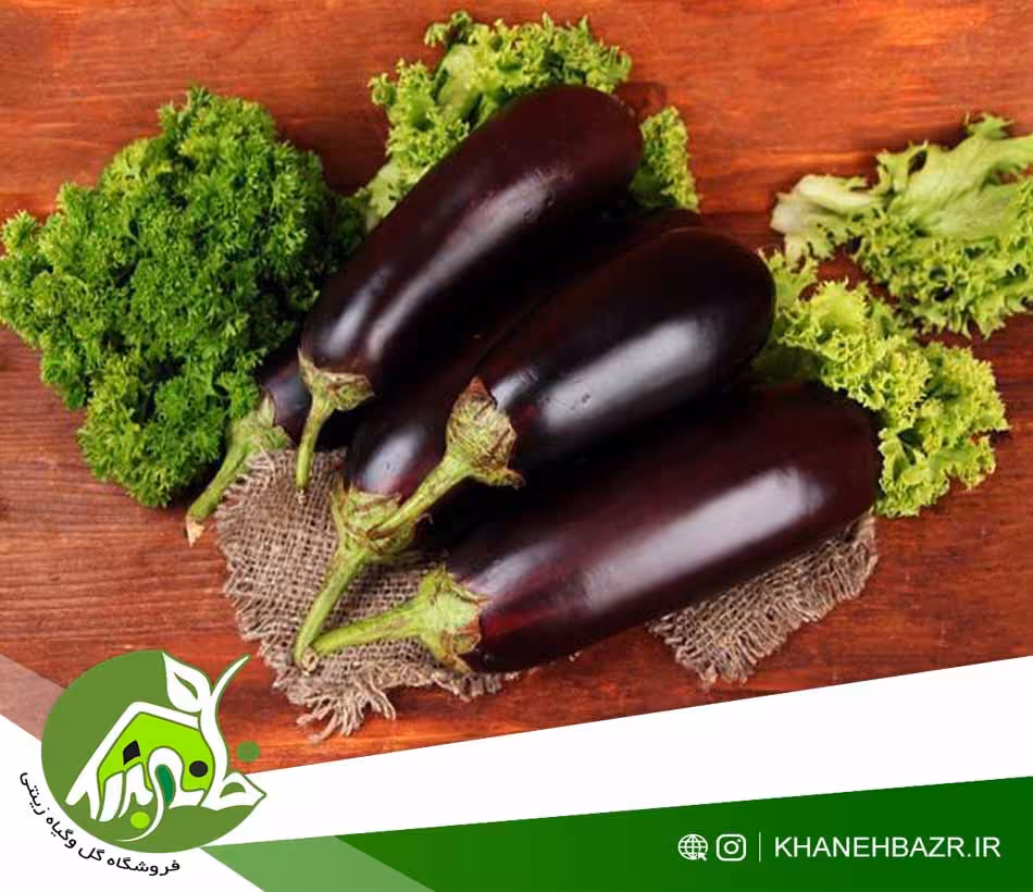 بذر بادمجان فلوریدا - خانه بذر | فروشگاه بذر وارداتی گل و گیاه زینتی 1404