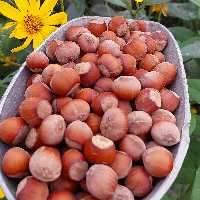 فندق خام  اشکورات بسته 2 کیلویی پسرشمالی 