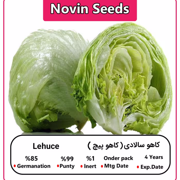 بذر کاهو سالادی (کاهو پیچ)