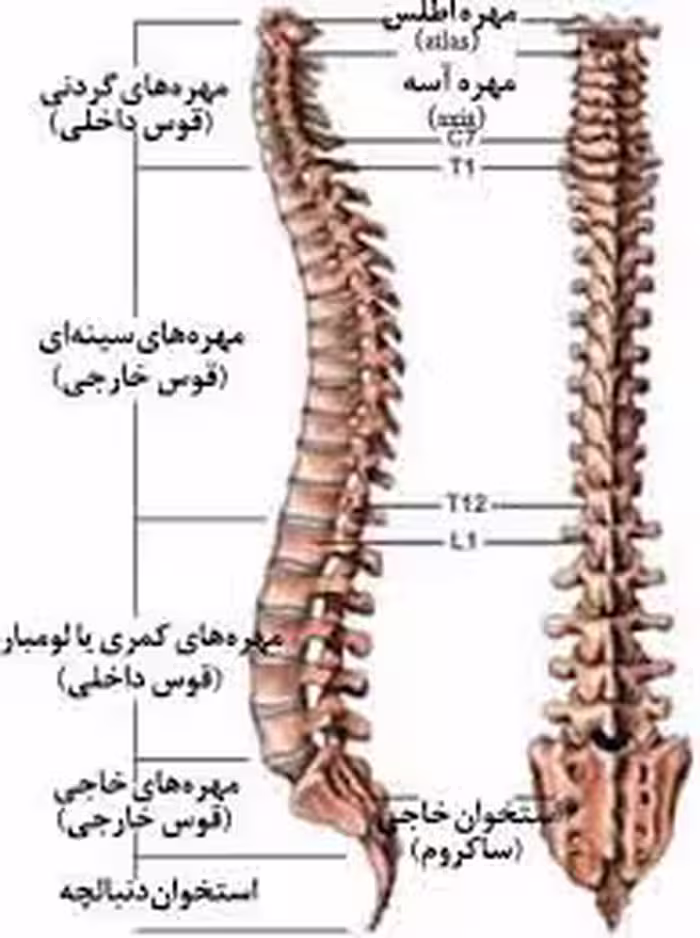 ستون فقرات و بیماری های آن