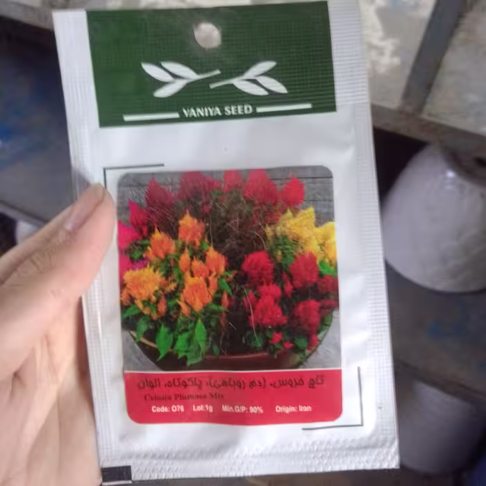 تخم گل تاج خروس