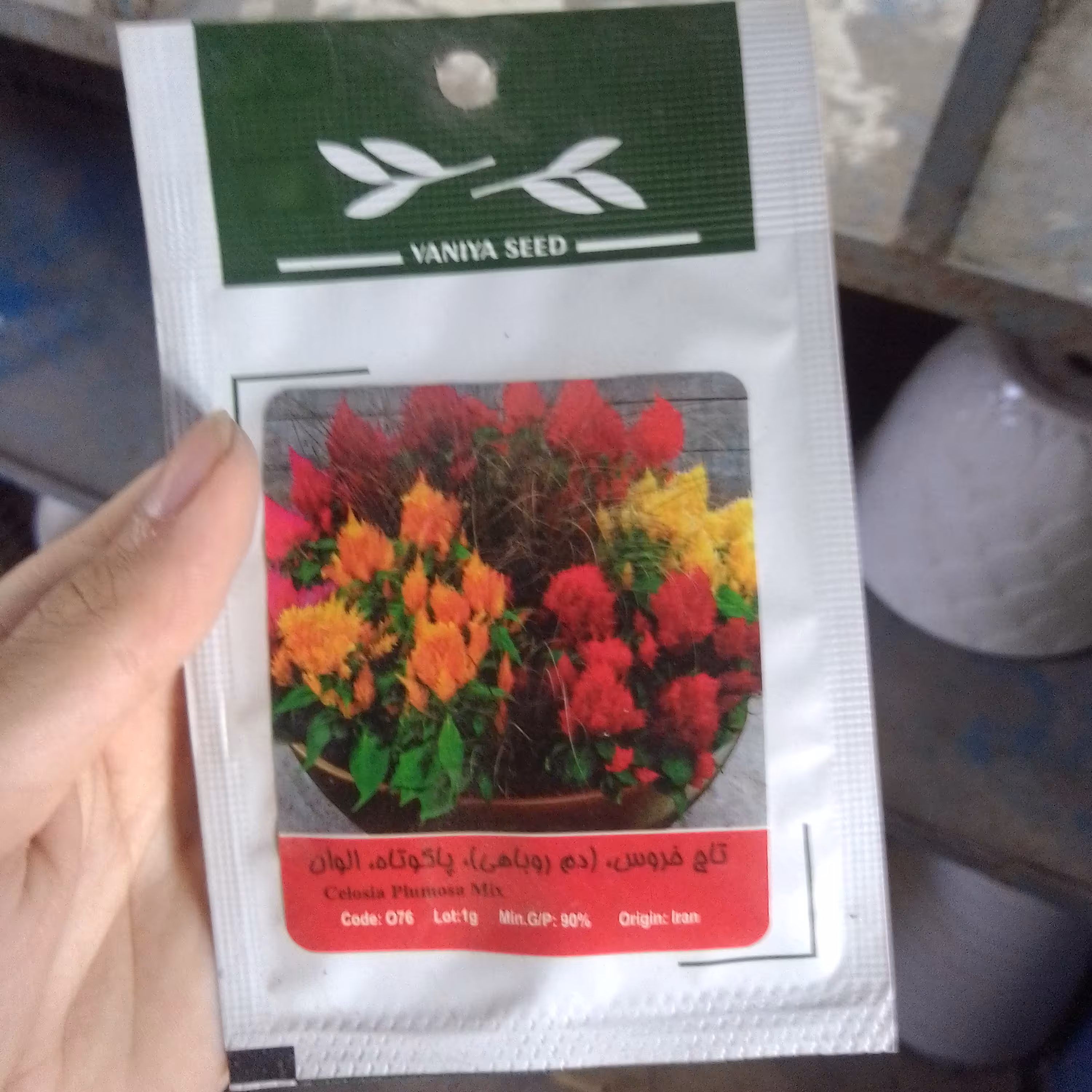 تخم گل تاج خروس