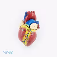 مولاژ قلب انسان