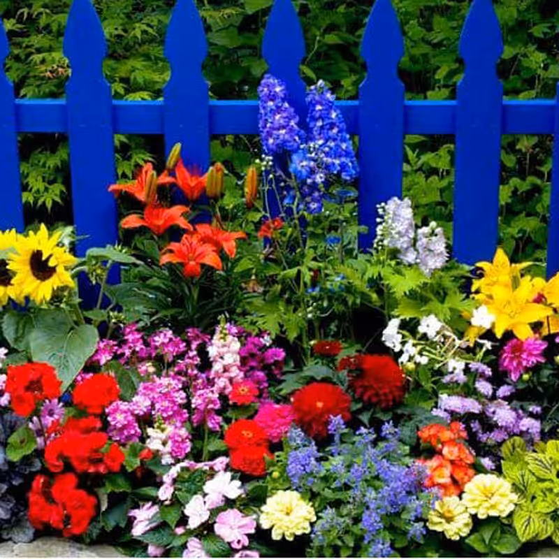 1000 عدد بذر میکس گلهای باغچه  (بیش از 20 نوع)