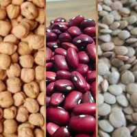 پک لوبیا ،عدس،ونخود  1800 گرمی ،ارسال رایگان سه خرید یک محصول هدیه