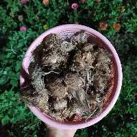 پیاز زعفران بدون خاک