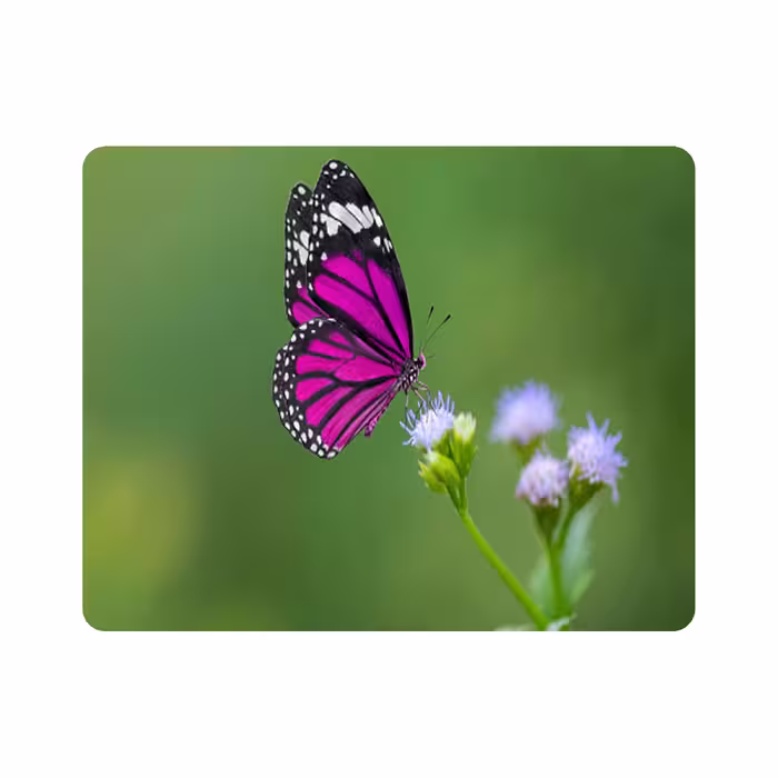 ماوس پد طرح گل و پروانه مدل T8095
