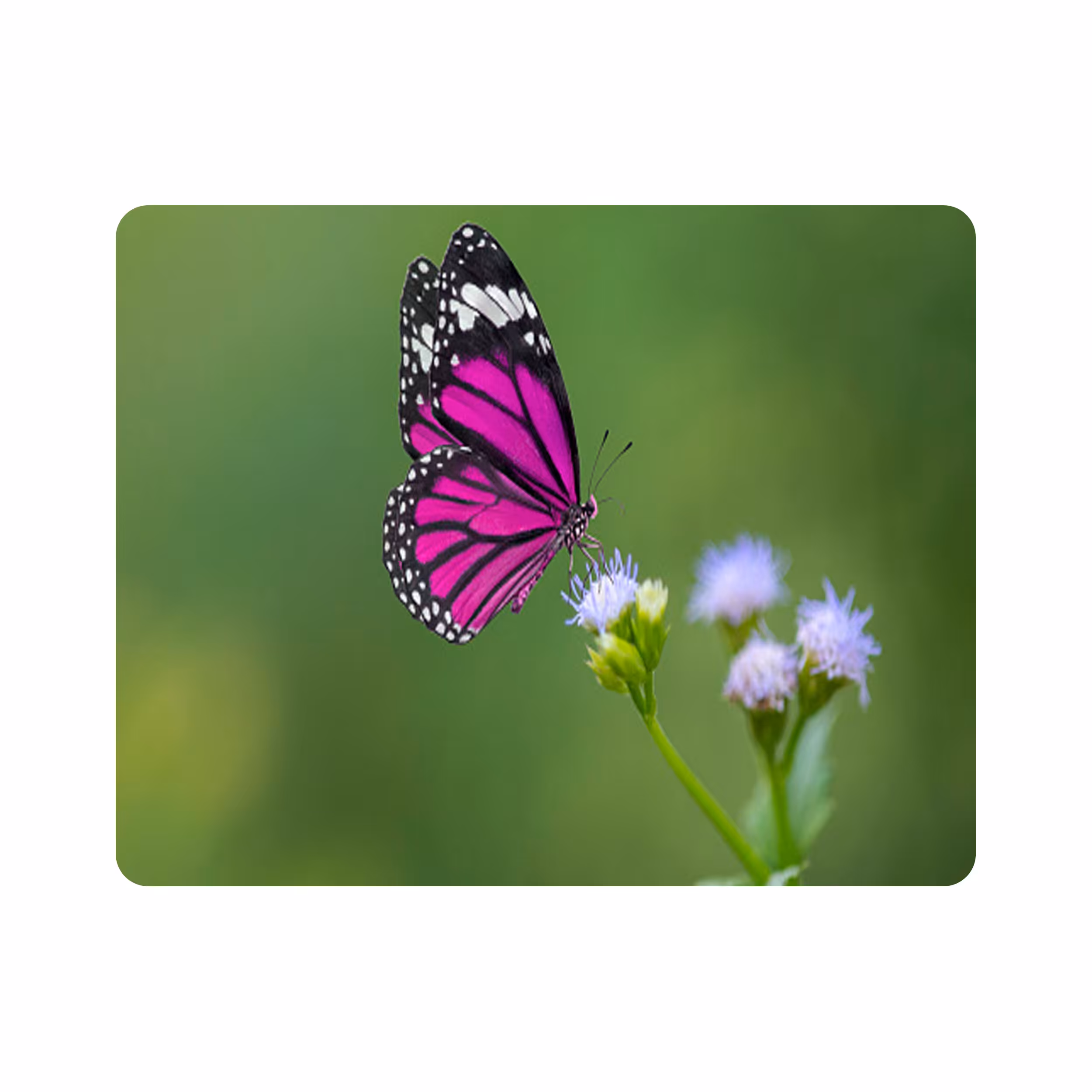 ماوس پد طرح گل و پروانه مدل T8095