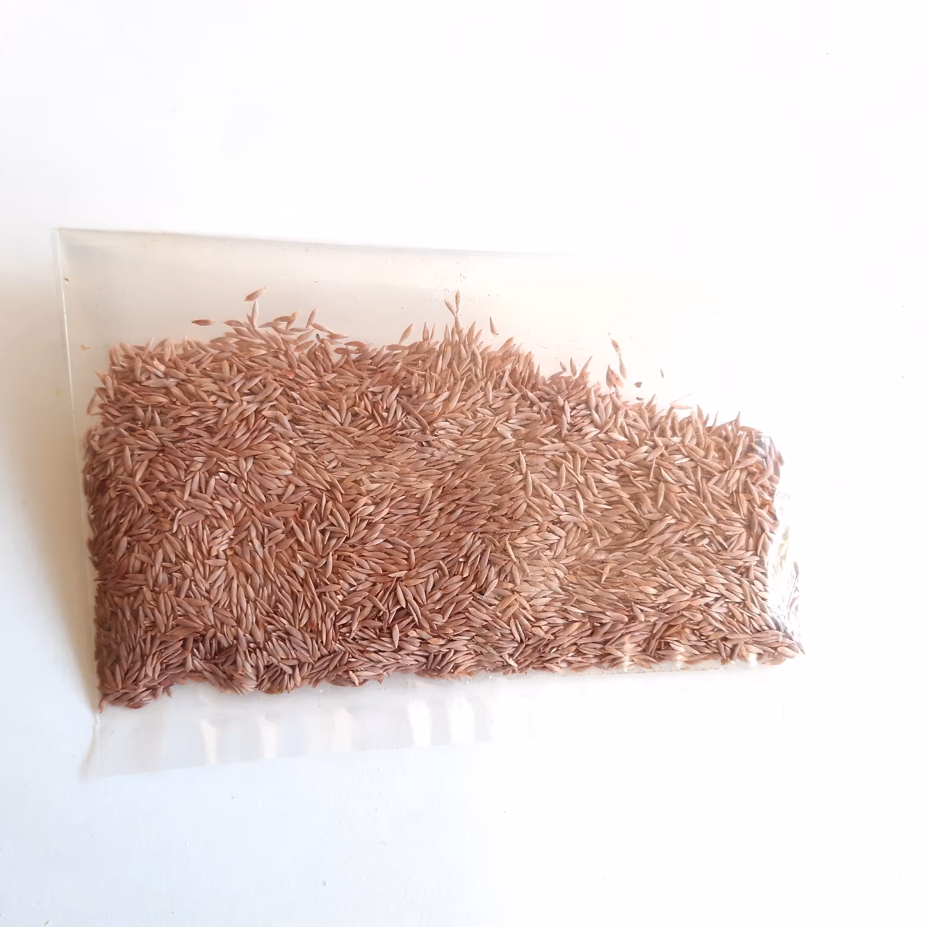 بذر کاهو درجه یک ( 10 گرم )