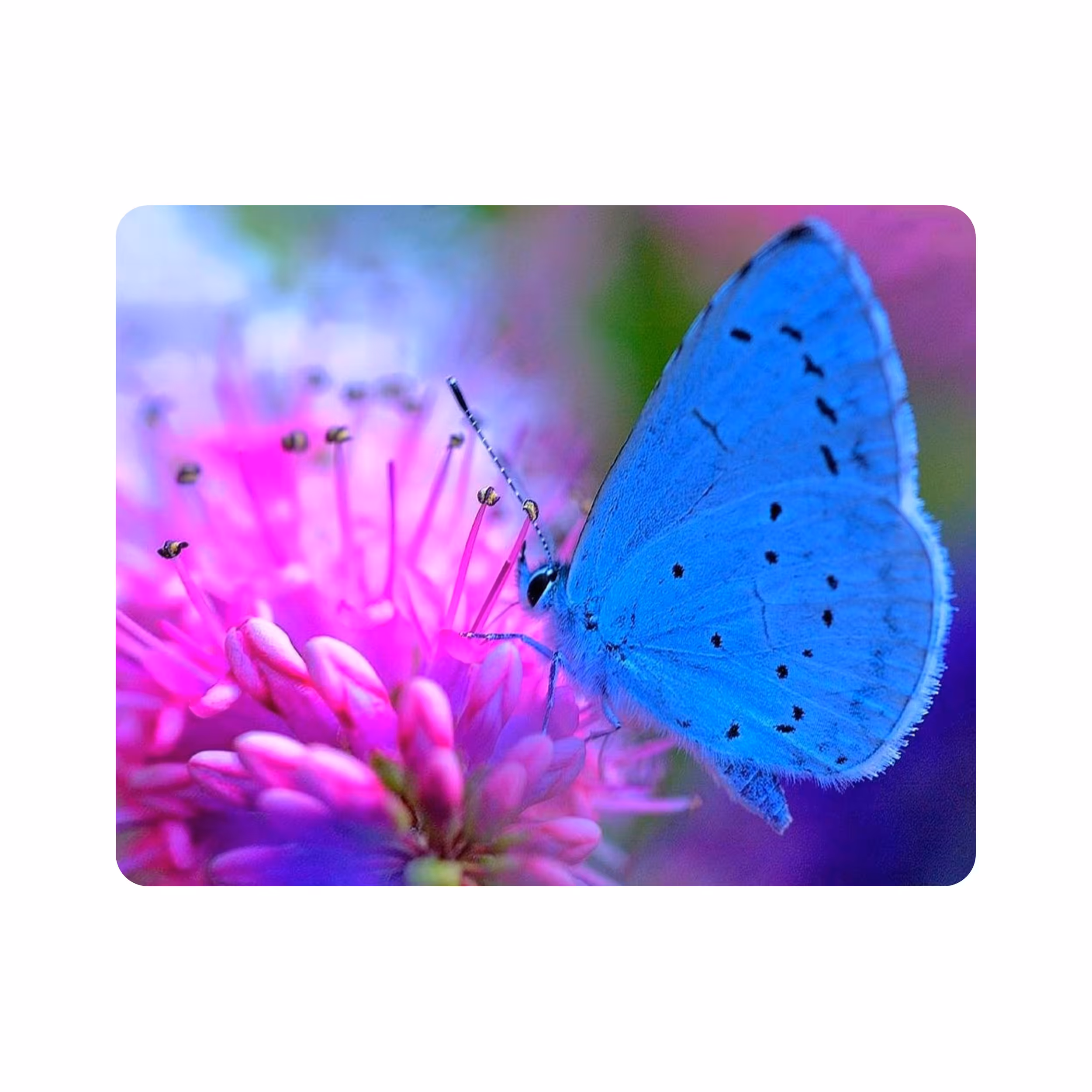 ماوس پد طرح پروانه و گل مدل T8069
