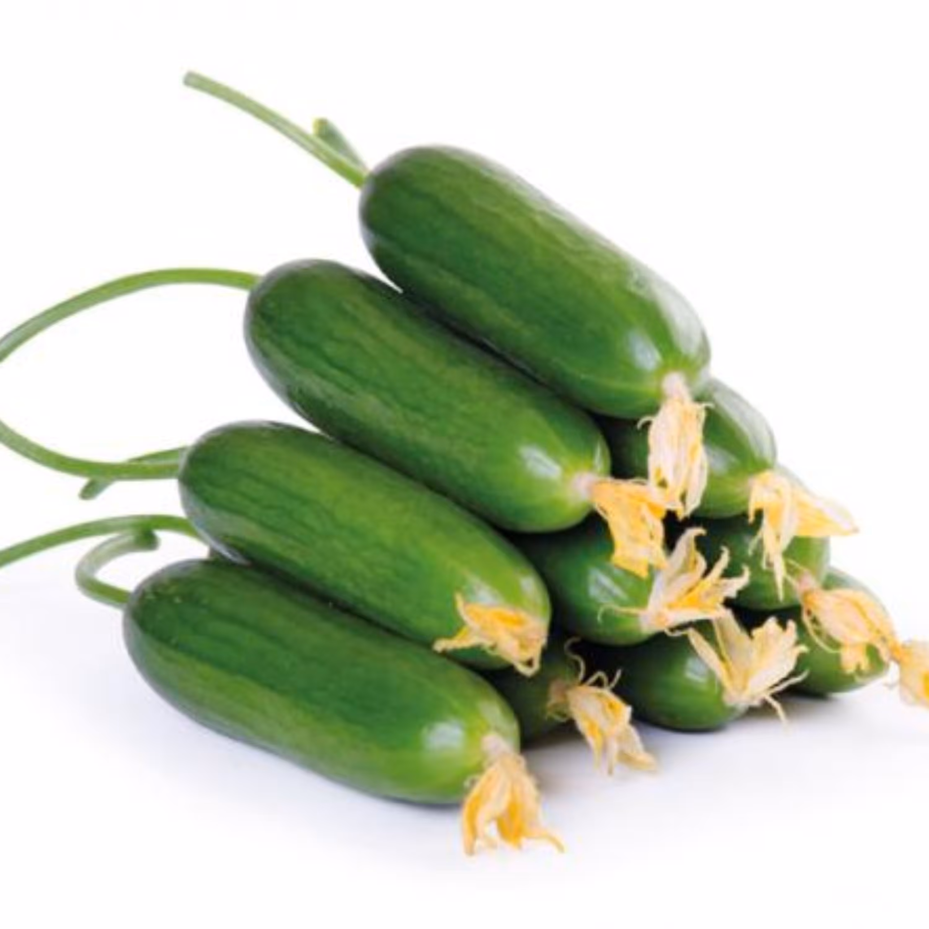 بذر خیار جالیز اصفهان  20 عددی