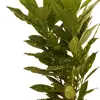 گیاه طبیعی آکوبا ژاپنی گلیتال مدل 05
