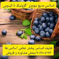 اسانس مایع بلوبری اگزوتیک 5 کیلویی طعم دهنده قوی 