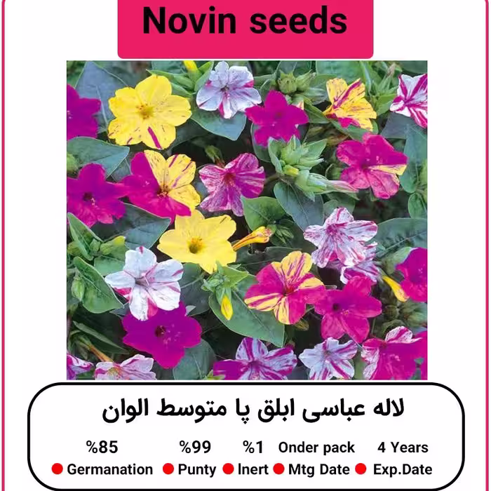 بذر گل لاله عباسی ابلق با متوسط الوان
