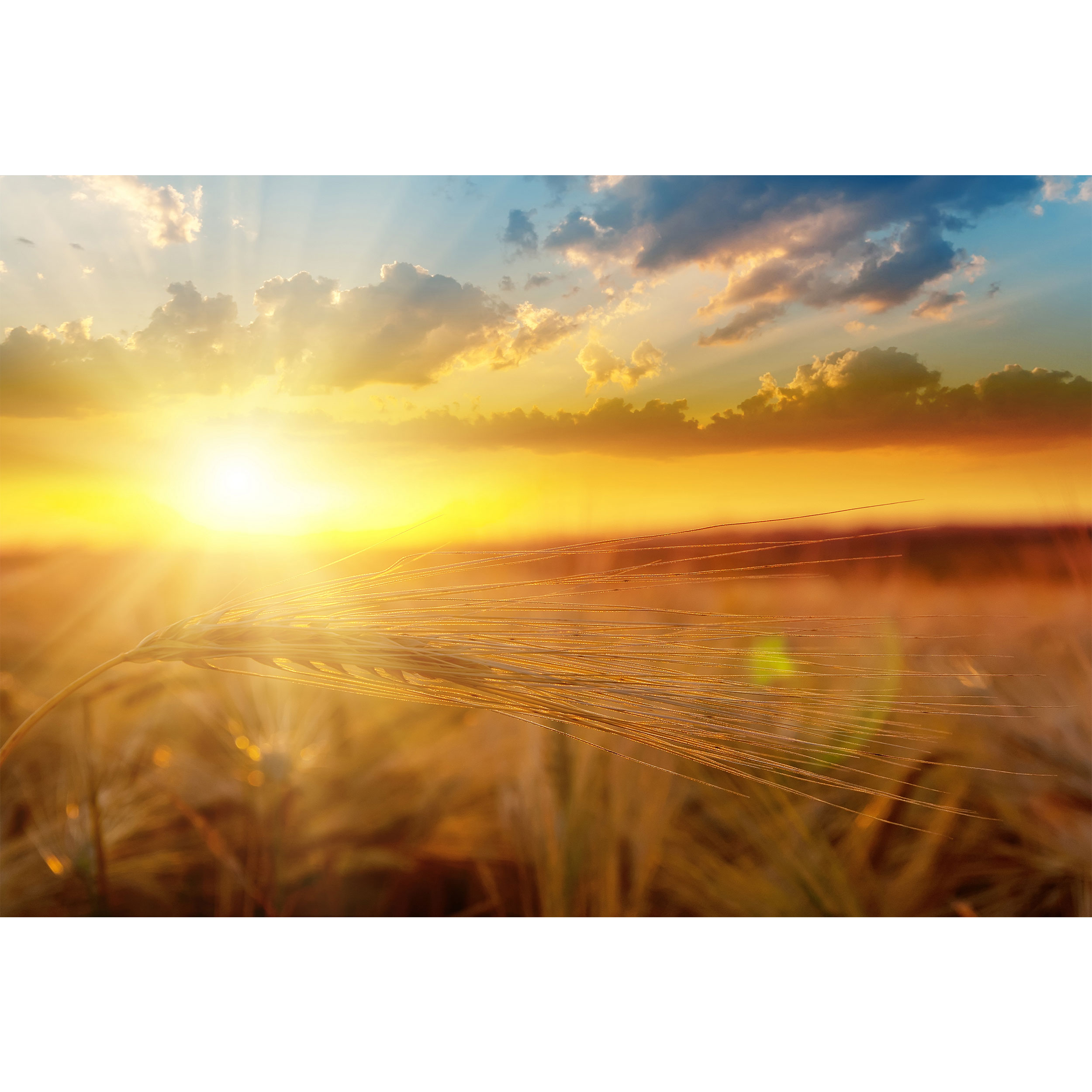 تابلو شاسی مدل خوشه گندم و غروب آفتاب T6869